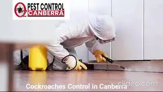 Cockroaches Control Canberra | Pest Control Canberra | Canberra Pest Control