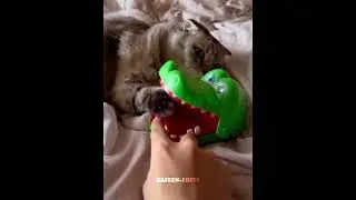 Human Reflex🤓 vs Cat Reflexes💀☠️ #trollface #edit #troll #fyp