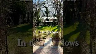 An Evergreen Garden In the Shadows