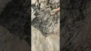 Best Hand Fishing Video During Dry Season