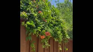 Beautiful Cross Vine