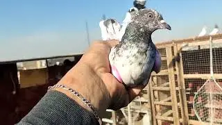   اليوم شرجي وهواي اضياع مو مني لا من العالم بس صار الهوه ساعة 4صارت الونسه اصدقاي هواي ضيعو حمر+تور