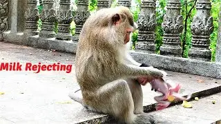 Teva Look Crazy Mother Monkey Today, Teva Pushes Baby Terrina Away When She Requests Milk