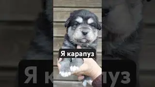 #бмв #волкодав #собака #собакитакиесобаки #хотошо #бурансобака #бэха #chill #music