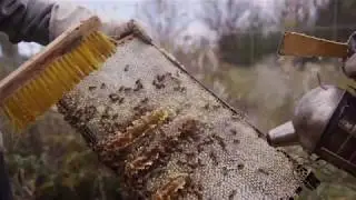 INNsights: Ste. Anne's Wildflower Honey