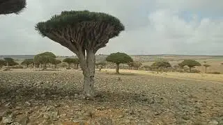 Dragon's Blood Tree - Socotra