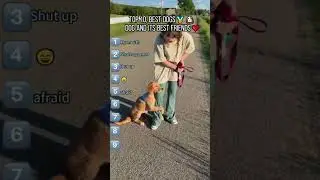 Funny and cute dogs bring joy to people #dog #funny #pets #puppy #dogs #puppies #dogshorts #cutedog