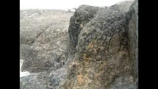 Do Close Up on Site Research on any Geological Anomaly with me using Mudfossil Books and Tours