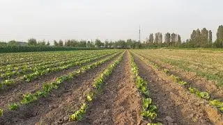 Ёзда айсберг салат етиштириш //30.05.2023 //агротехник тадбирлар
