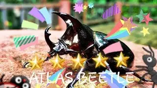 Insect Day: Ants Underground Kingdom tips tutorial