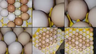 Make Family Safe Thru Production Of Healthy Eggs an Meat By Raising Chickens In This Unsafe Future!