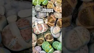 🪨This &ldquo;ROCK&rdquo; Is Actually ALIVE?! 🤯Nature&rsquo;s Ultimate Camouflage Revealed! #lithops #weirdplants