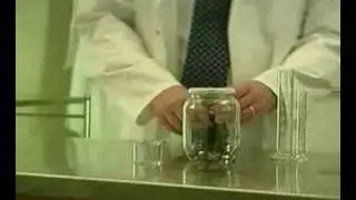 Jar of Fleas
