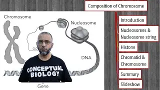 Composition of Chromosome with Dr.  Sohail Jamil Qureshi l MDCAT Biology