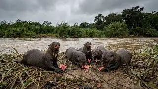 Wild Life Amazon Jungle &ndash; Jaguar Hunt & Anaconda&rsquo;s Extreme Strike