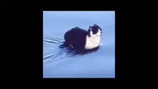 cat sitting on the water meme (slow version)