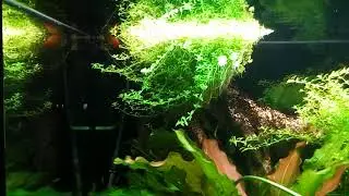 Обзор аквариума. Хемиантус в кашпо. Overview of the aquarium. Hemianthus in pots.