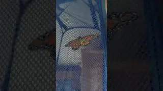 Monarch Butterfly flapping its wings (Phobia Alert)