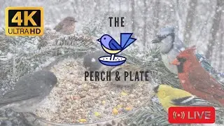 LIVE | what’s birds will show up during the blizzard ? ❄️