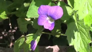 At the Irish Creek Retreat Mastered full video