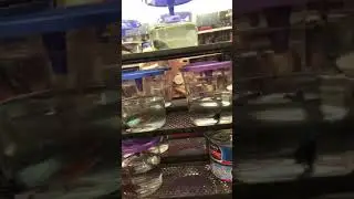MORE WALMART FISH ABUSE