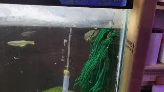 lamprichthys tanganicanus spawning