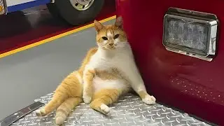 How a Homeless Cat Became the Most Loved Member of a Fire Station