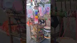 ayam warna warni sama selem