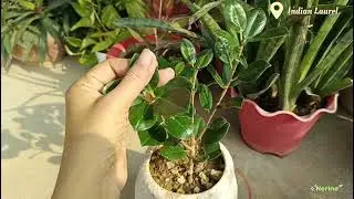 Ficus Indian Laurel plant soil mix, care, propagation