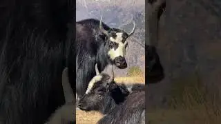 Himalayan yak humla #travel #animals #wonderfulnepal #explorenepalofficial #mountains #nature