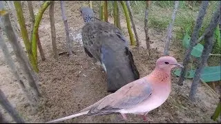 Bird Trap Technology - Best Bird Trap