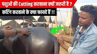 कैसे करें भैंसों की कटिंग? | भैंस की कटिंग के फायदे और नुकसान | Buffalo hair cutting