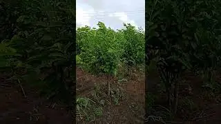Super Golden Custard Apple farm