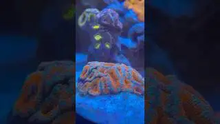 High flow to fight cyano! 😂🫤 #reefing #nanoreeftank #reeflife #marineaquarium #corals #reeftank