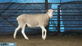LOT 194 Illoura White Suffolks 2025 Stud Ewe Sale