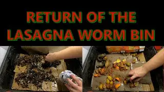 RETURN OF THE LASAGNA WORM BIN 2021