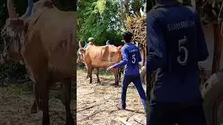 #bullockcart shorts video | bullock cart ride | bullock cart videos bulls farms oxen | bullock media