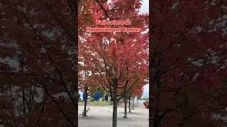 Fall colors at Harbourfront Center #toronto #canada #fallseason #fall #harbourfrontcentre