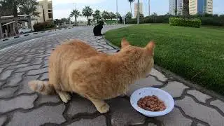 Homeless cats in Ras Al Khaimah, UAE: ED SHEERAN & RIHANNA #cat #cats #Rihanna #UAE #pets #EdSheeran