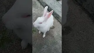 Smart bunny # morning # vloge💝💝