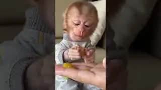Baby monkey abandoned in garbage dump is lucky to be saved #monkey #rescuemonkey #short