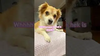 🐶: Where&rsquo;s mom? 😢🐾 #puppy #shuperfun #dogshorts #funnydogs #remix