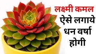 लक्ष्मी कमल ऐसे लगाने से धन वर्षा - लक्ष्मी कमल #pradeepkumarbangde 