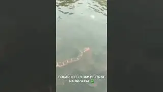Python snake spotted | Bokaro steel city | colling pond | #python | #bokaro | #snake