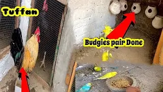 Tabahai Macha D Cage Barbad Kr Dea|| budgies  matting Done||F16 pets Vlog
