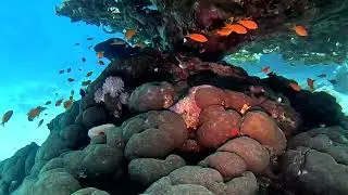 FREE DIVE THE REEF IN SLOW MOTION - 1