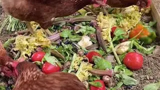 AgInnovation Challenge 2021 - #AgriHoodBaltimore (Urban Agriculture)