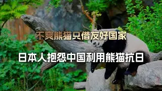 不满中国国宝只借友好国家，日本人气疯了：中国这是利用熊猫抗日