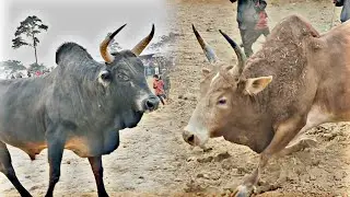 Bahjrong Maling 🆚 Triang dungkha Elkin, iadaw masi || bullfight iatur masi today