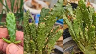 Identify the prinkly pear plant/opuntia monocantha/nag pani/ kyaiktus babool